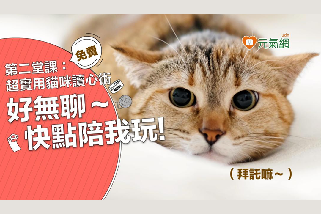 【免費線上課程】超實用貓咪讀心術！從飲食到貓玩具挑選指南，0 失敗養出健康貓孩