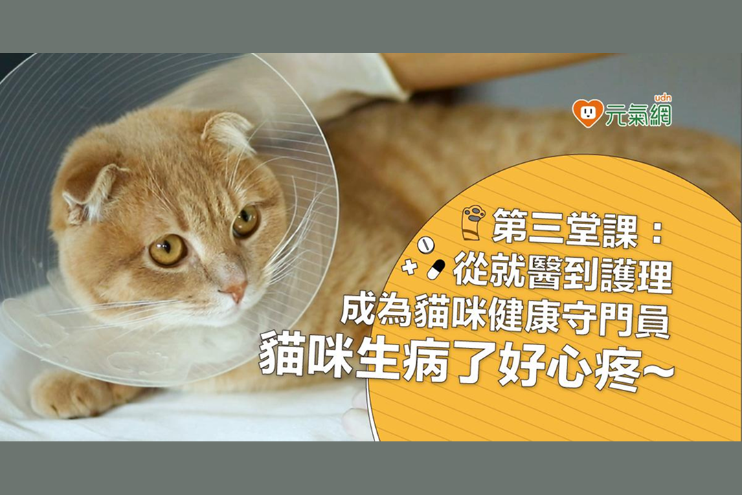 【免費線上課程】你不知道的外出危機？從就醫到護理，成為貓咪健康守門員